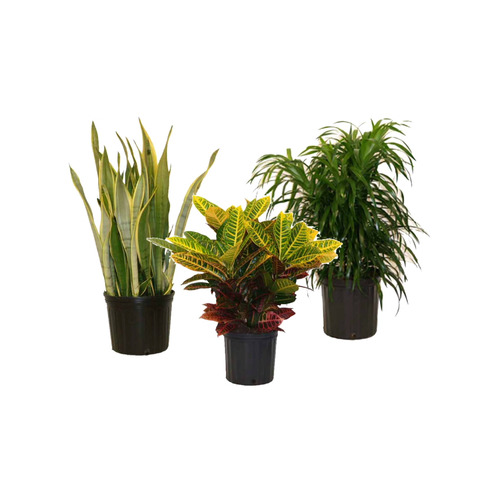 indoor foliage | Lidl US