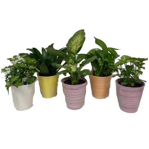 grocery-store-low-prices-lidl-us